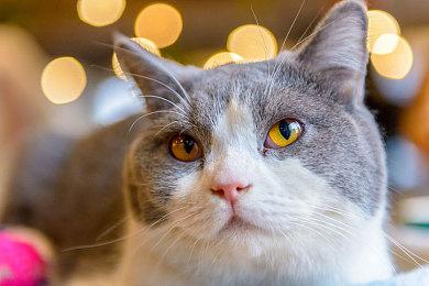 《遗迹2》跨平台游戏全平台上线 更多内容等待推出